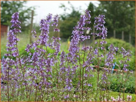 Nepeta grandiflora &#39;Wild Cat&#39;