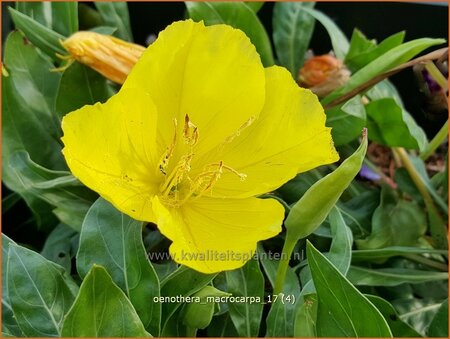 Oenothera macrocarpa