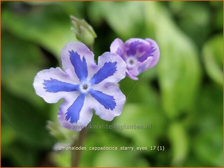 Omphalodes cappadocica &#39;Starry Eyes&#39;
