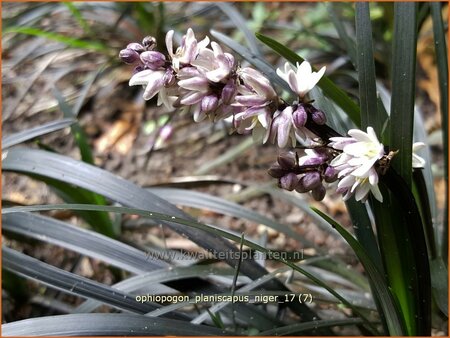 Ophiopogon planiscapus &#39;Niger&#39;