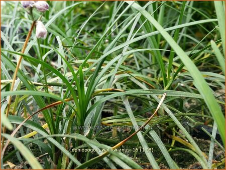 Ophiopogon wallichianus