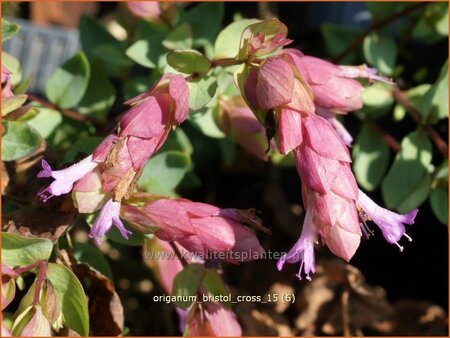 Origanum &#39;Bristol Cross&#39;