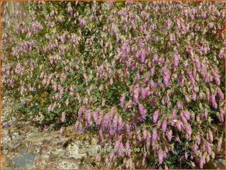 Origanum &#39;Bristol Cross&#39;