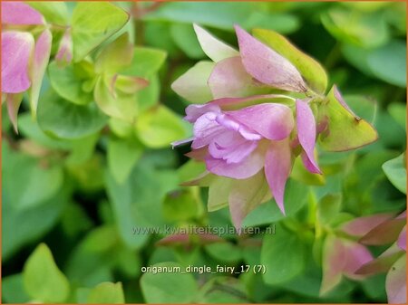 Origanum &#39;Dingle Fairy&#39;