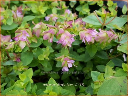 Origanum 'Dingle Fairy'