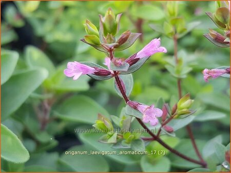 Origanum laevigatum &#39;Aromaticum&#39;