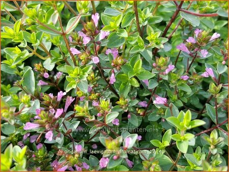 Origanum laevigatum &#39;Aromaticum&#39;