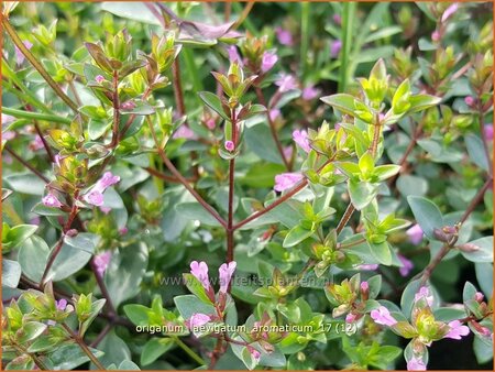 Origanum laevigatum &#39;Aromaticum&#39;