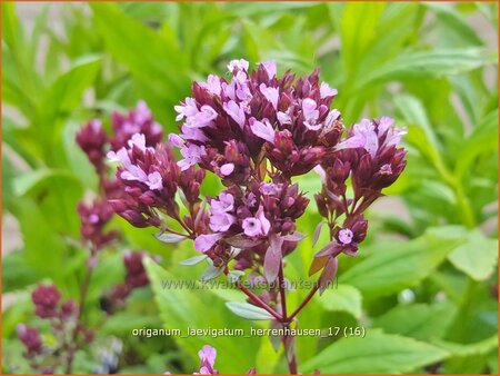 Origanum laevigatum &#39;Herrenhausen&#39;