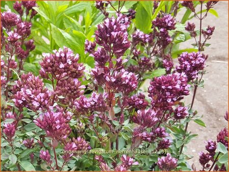 Origanum laevigatum &#39;Herrenhausen&#39;