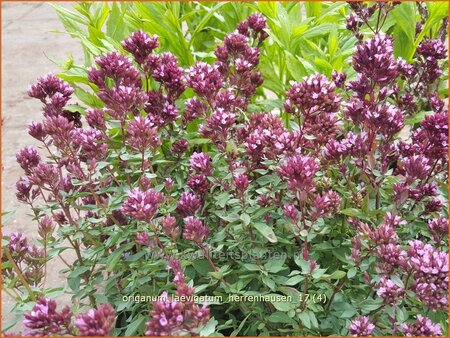 Origanum laevigatum &#39;Herrenhausen&#39;