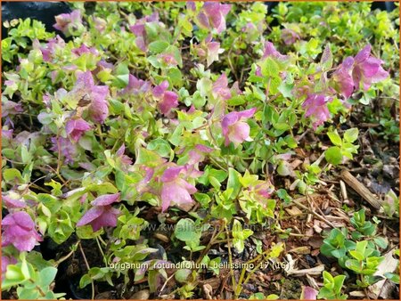 Origanum rotundifolium &#39;Bellissimo&#39;
