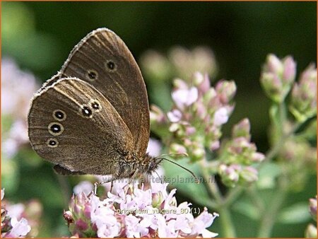 Origanum vulgare