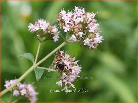 Origanum vulgare