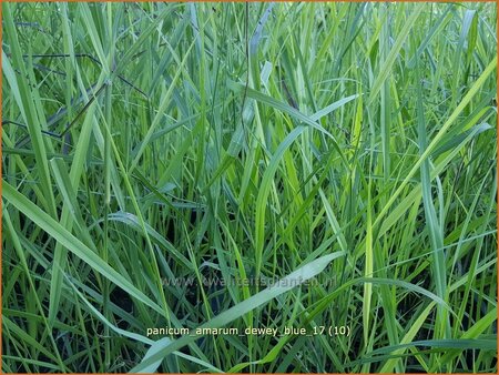 Panicum amarum &#39;Dewey Blue&#39;