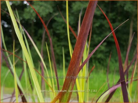 Panicum virgatum 'Kulsenmoor'