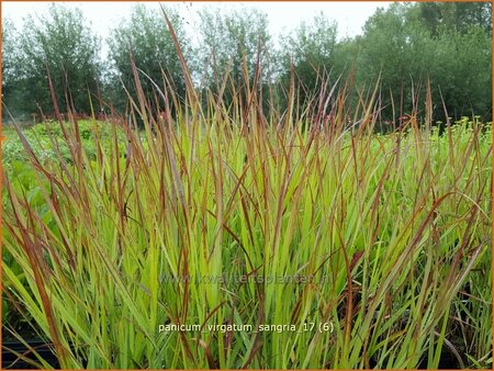 Panicum virgatum &#39;Sangria&#39;