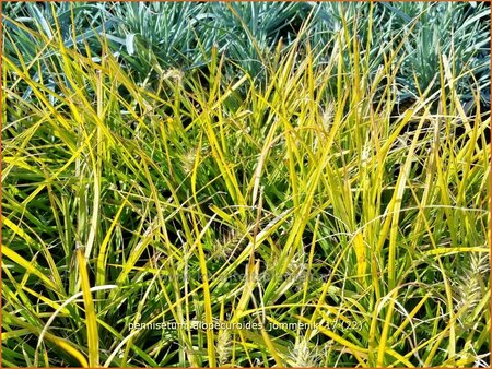 Pennisetum alopecuroides &#39;Jommenik&#39;