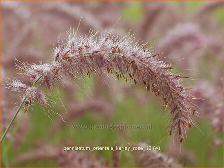 Pennisetum orientale &#39;Karley Rose&#39;