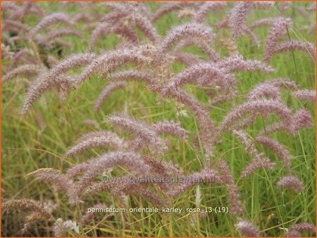 Pennisetum orientale &#39;Karley Rose&#39;