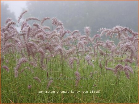 Pennisetum orientale &#39;Karley Rose&#39;