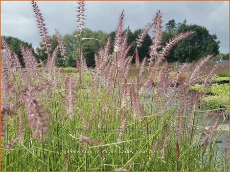 Pennisetum orientale &#39;Karley Rose&#39;