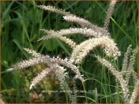 Pennisetum orientale 'Tall Tails'