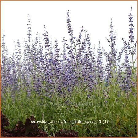 Perovskia atriplicifolia &#39;Little Spire&#39;