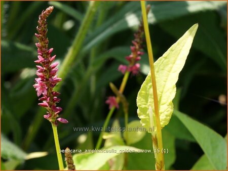 Persicaria amplexicaulis 'Golden Arrow'