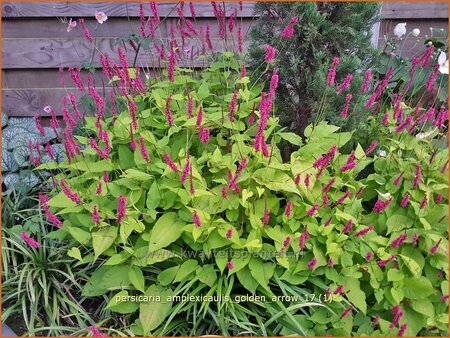 Persicaria amplexicaulis 'Golden Arrow'