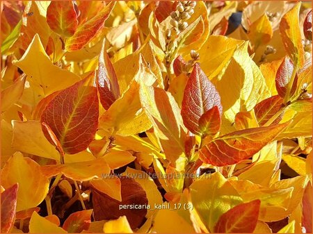 Persicaria kahil