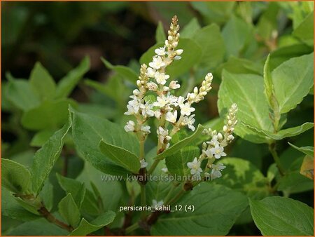 Persicaria kahil