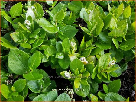 Persicaria kahil