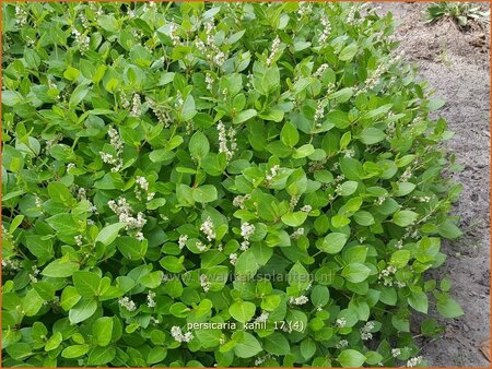 Persicaria kahil
