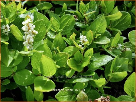 Persicaria kahil