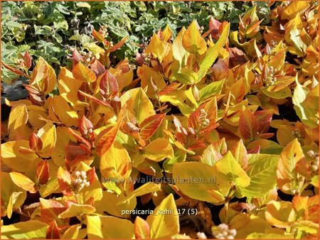 Persicaria kahil