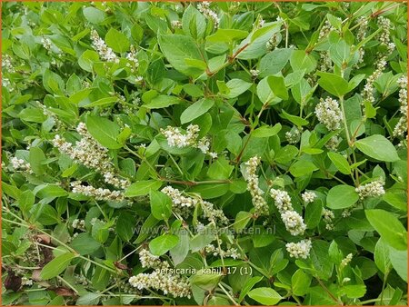 Persicaria kahil