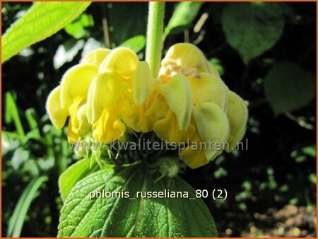 Phlomis russeliana