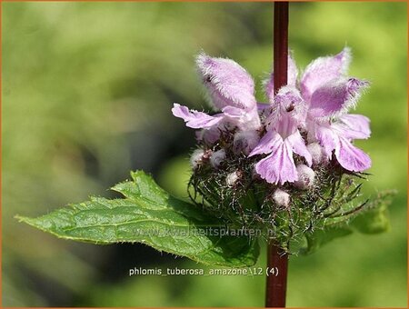 Phlomis tuberosa 'Amazone'