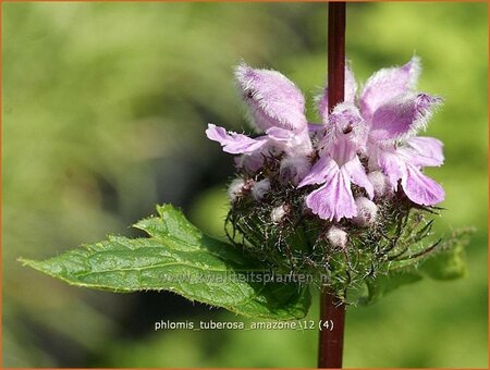 Phlomis tuberosa &#39;Amazone&#39;