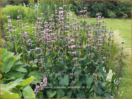 Phlomis tuberosa &#39;Amazone&#39;