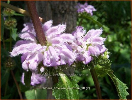 Phlomis tuberosa &#39;Amazone&#39;