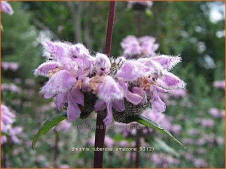 Phlomis tuberosa &#39;Amazone&#39;