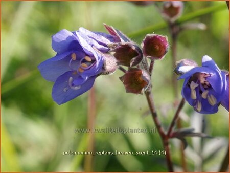 Polemonium reptans &#39;Heaven Scent&#39;