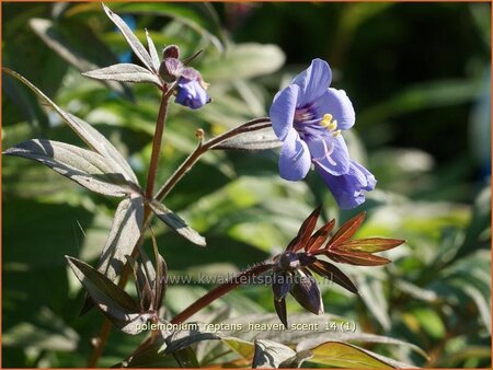 Polemonium reptans &#39;Heaven Scent&#39;