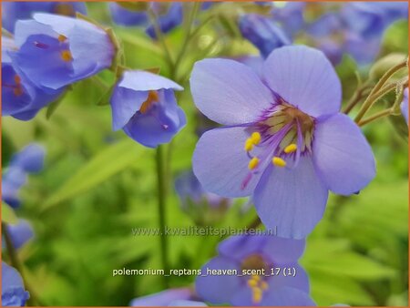Polemonium reptans &#39;Heaven Scent&#39;