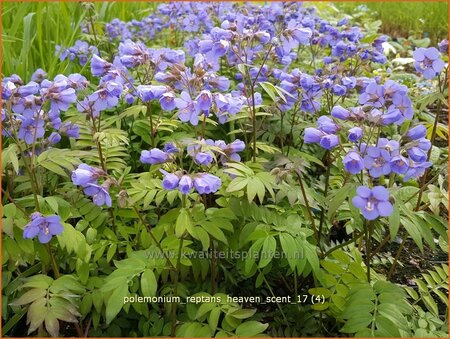 Polemonium reptans &#39;Heaven Scent&#39;