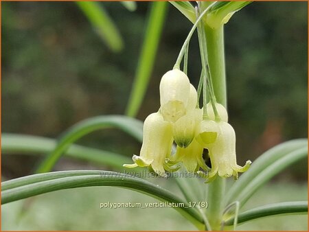 Polygonatum verticillatum