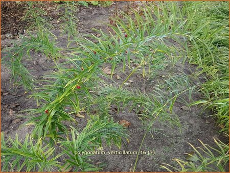 Polygonatum verticillatum