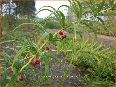 Polygonatum verticillatum